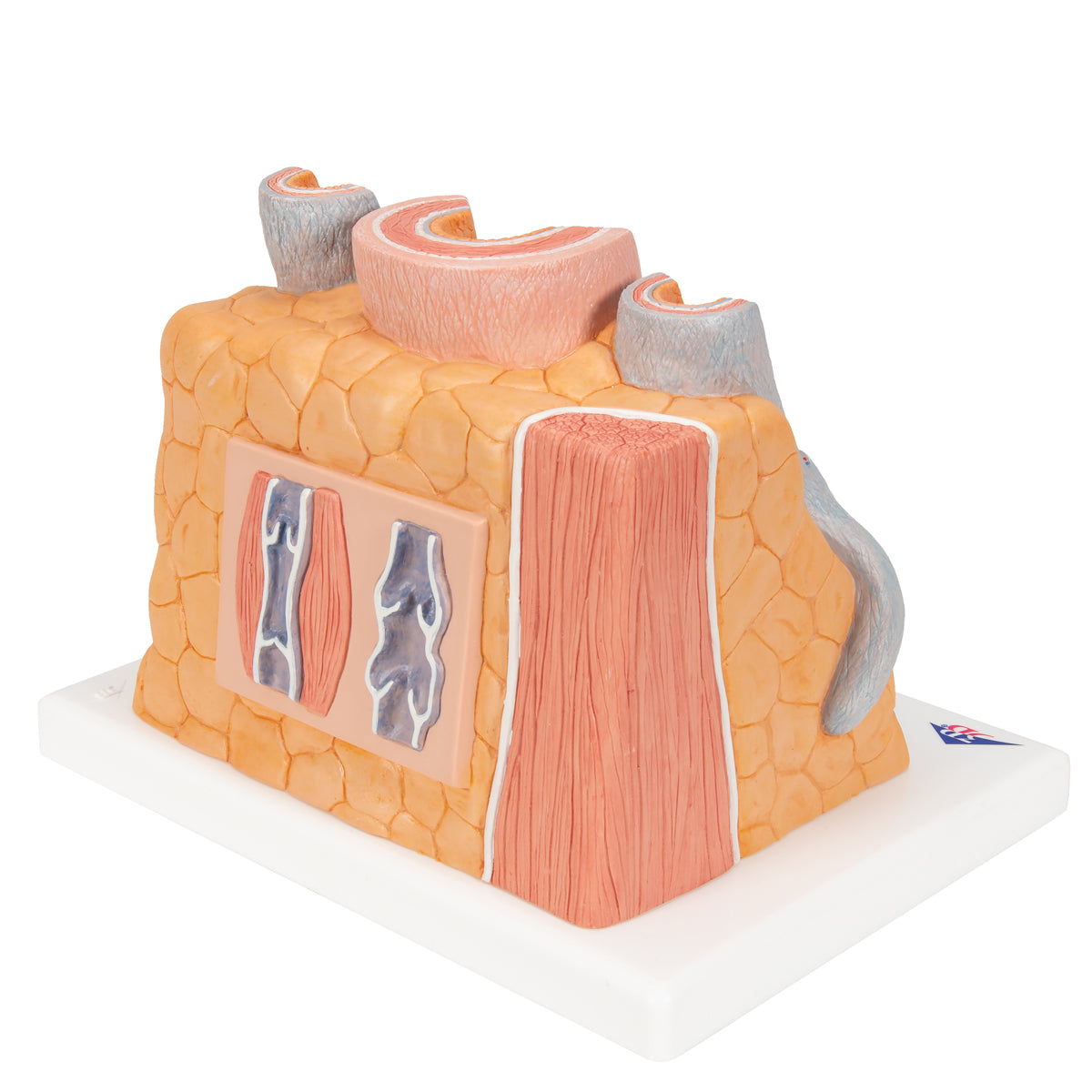 3B MICROanatomy Artery & Vein Model, 14 times Enlarged - 3B Scientific G42, view 2
