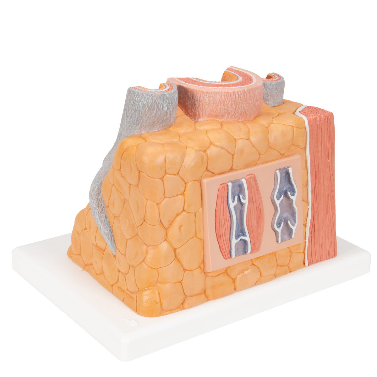 3B MICROanatomy Artery & Vein Model, 14 times Enlarged - 3B Scientific G42, view 4