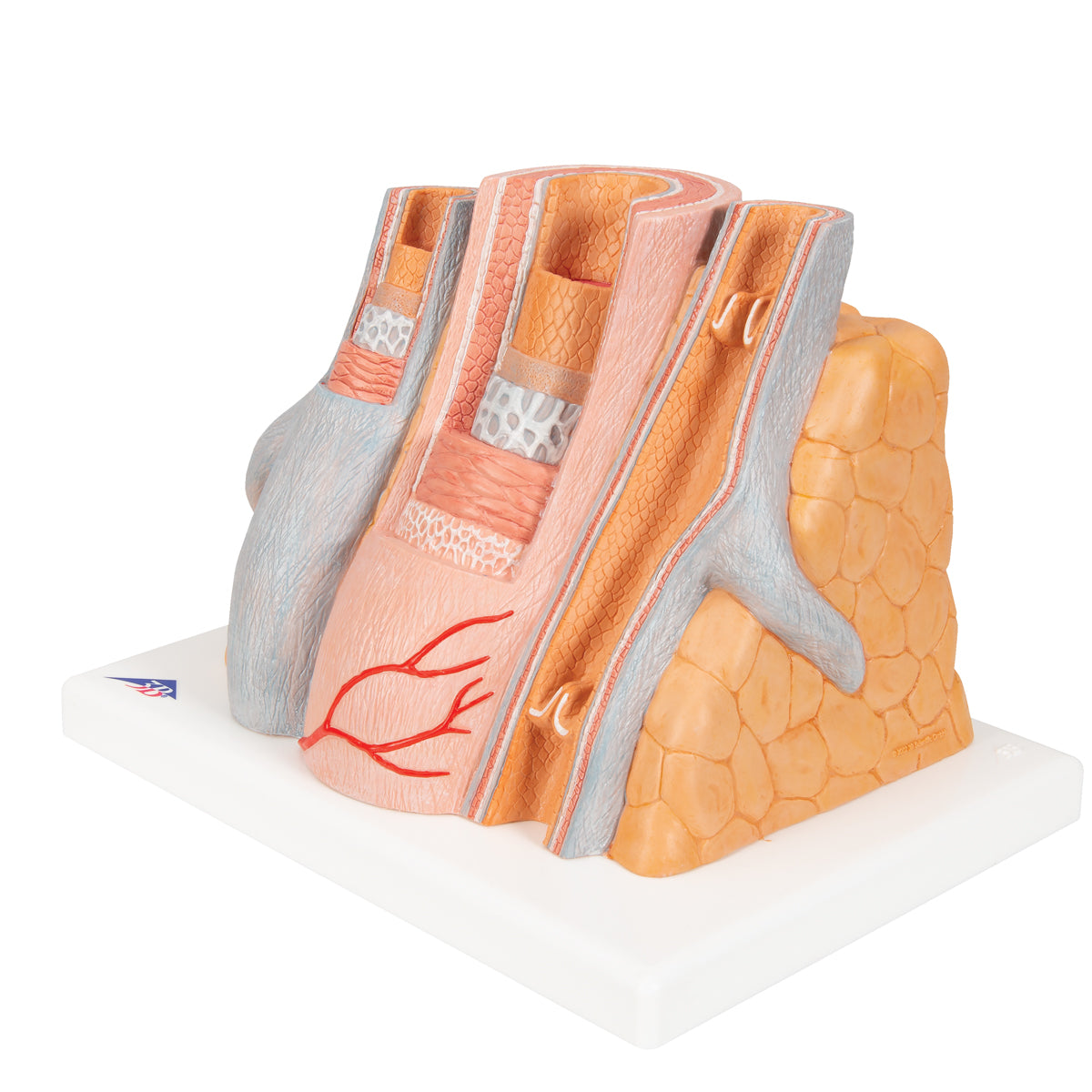 3B MICROanatomy Artery & Vein Model, 14 times Enlarged - 3B Scientific G42, view 6