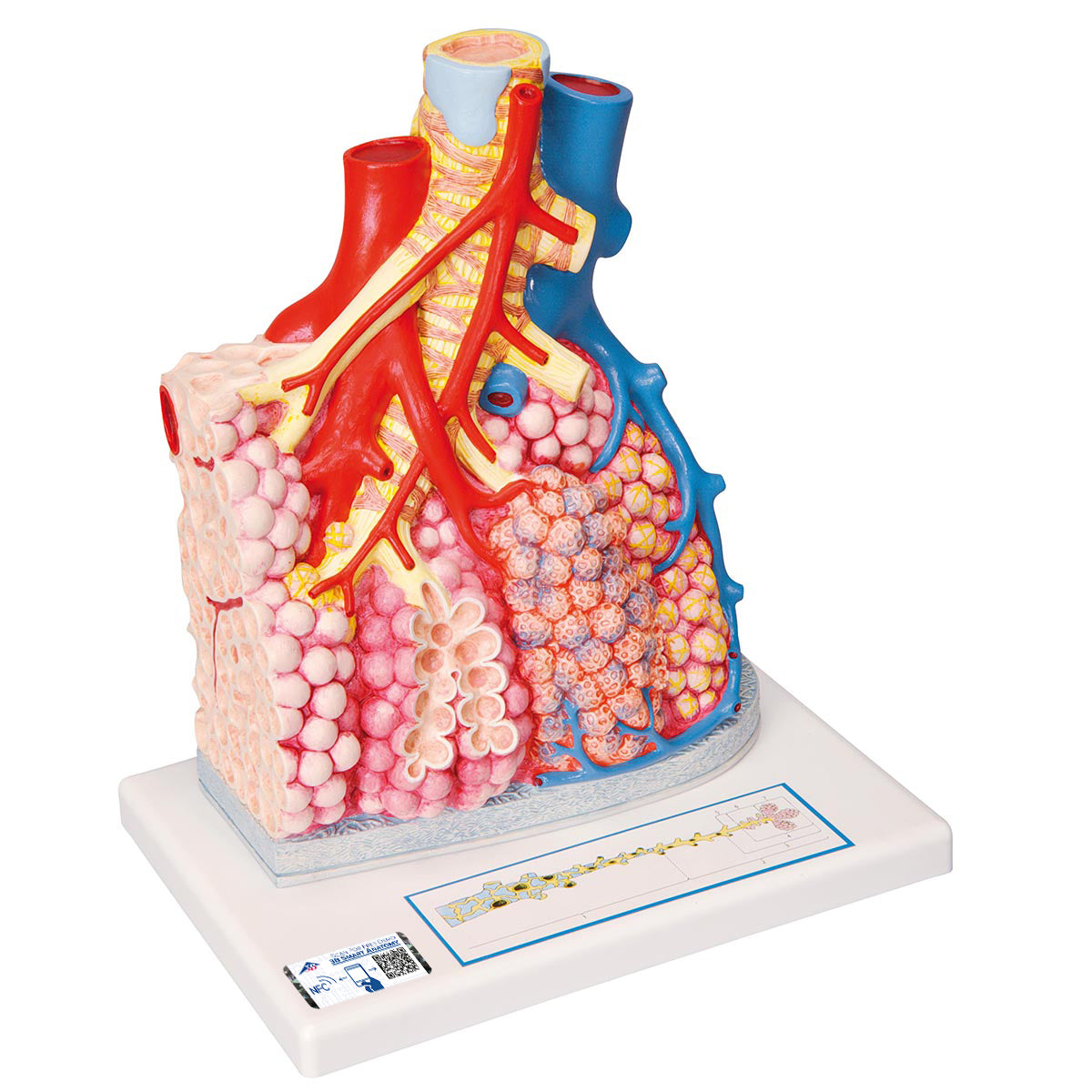 Model of Pulmonary Lobule with Surrounding Blood Vessels, 130 times Magnified - 3B Scientific G60, view 5