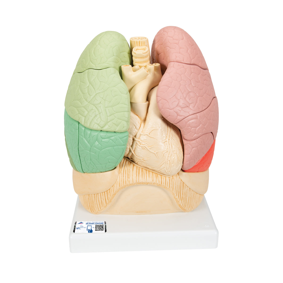 Segmented Lung Model - 3B Scientific G70, view 8