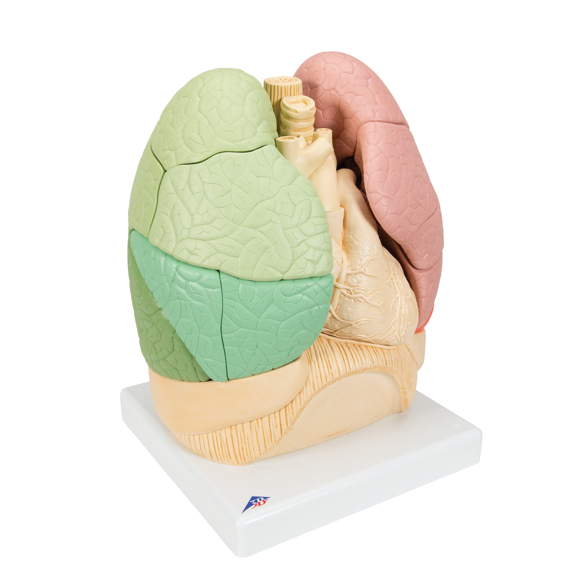 Segmented Lung Model - 3B Scientific G70, view 9