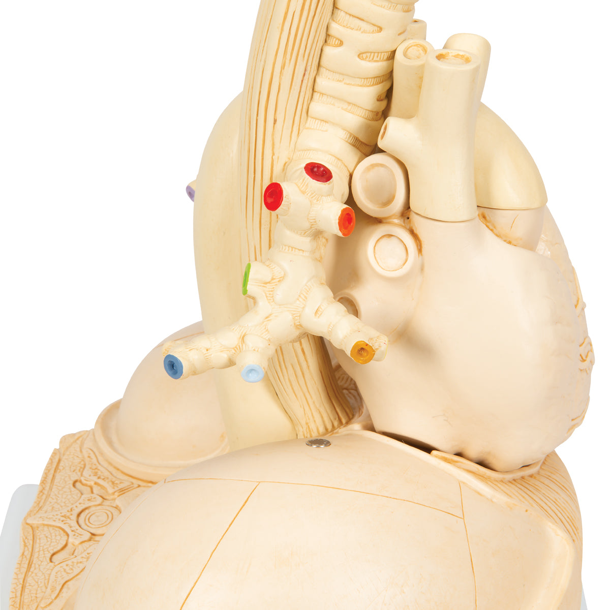 Segmented Lung Model - 3B Scientific G70, view 14