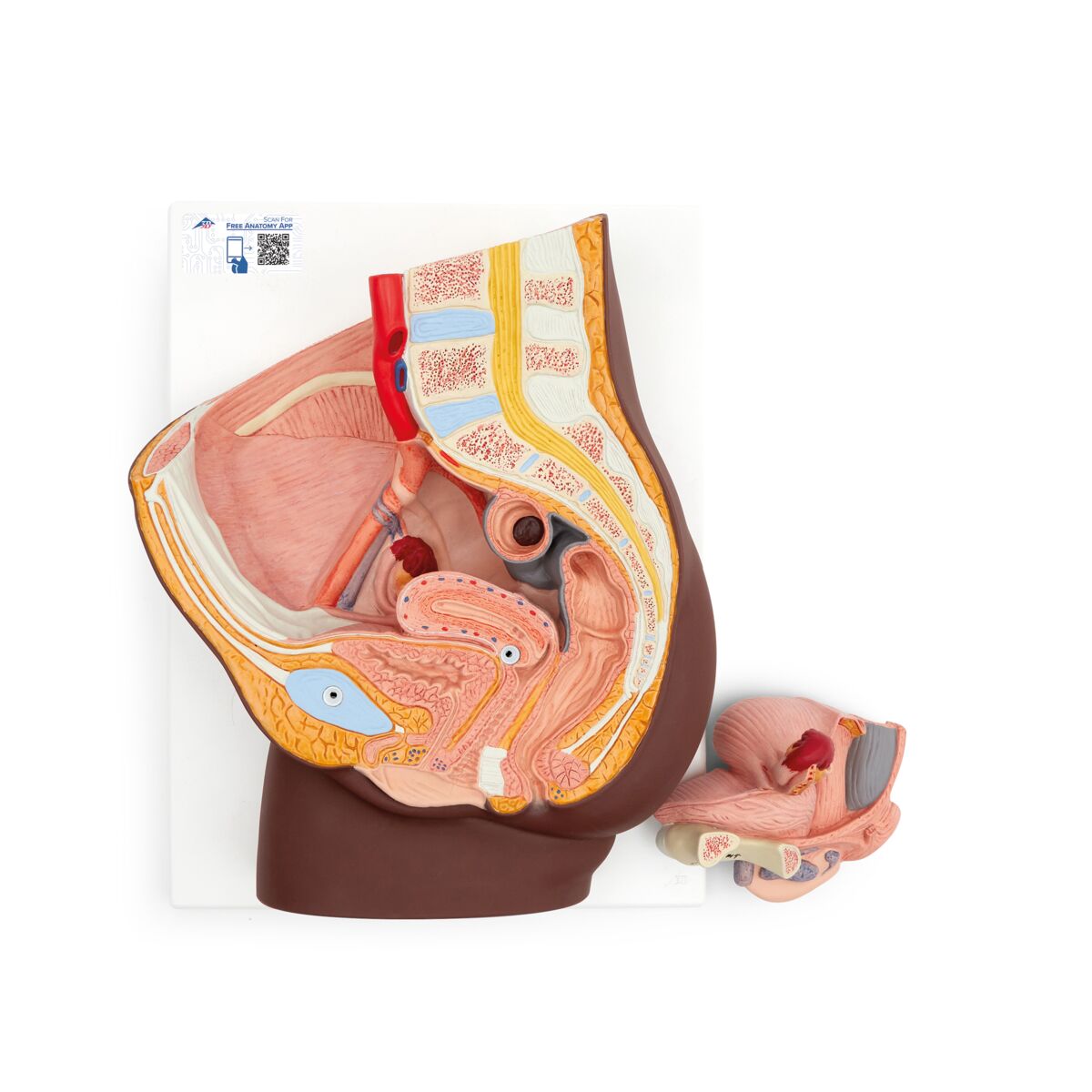 Female Pelvis Model in Median Section, 2 part, dark skin