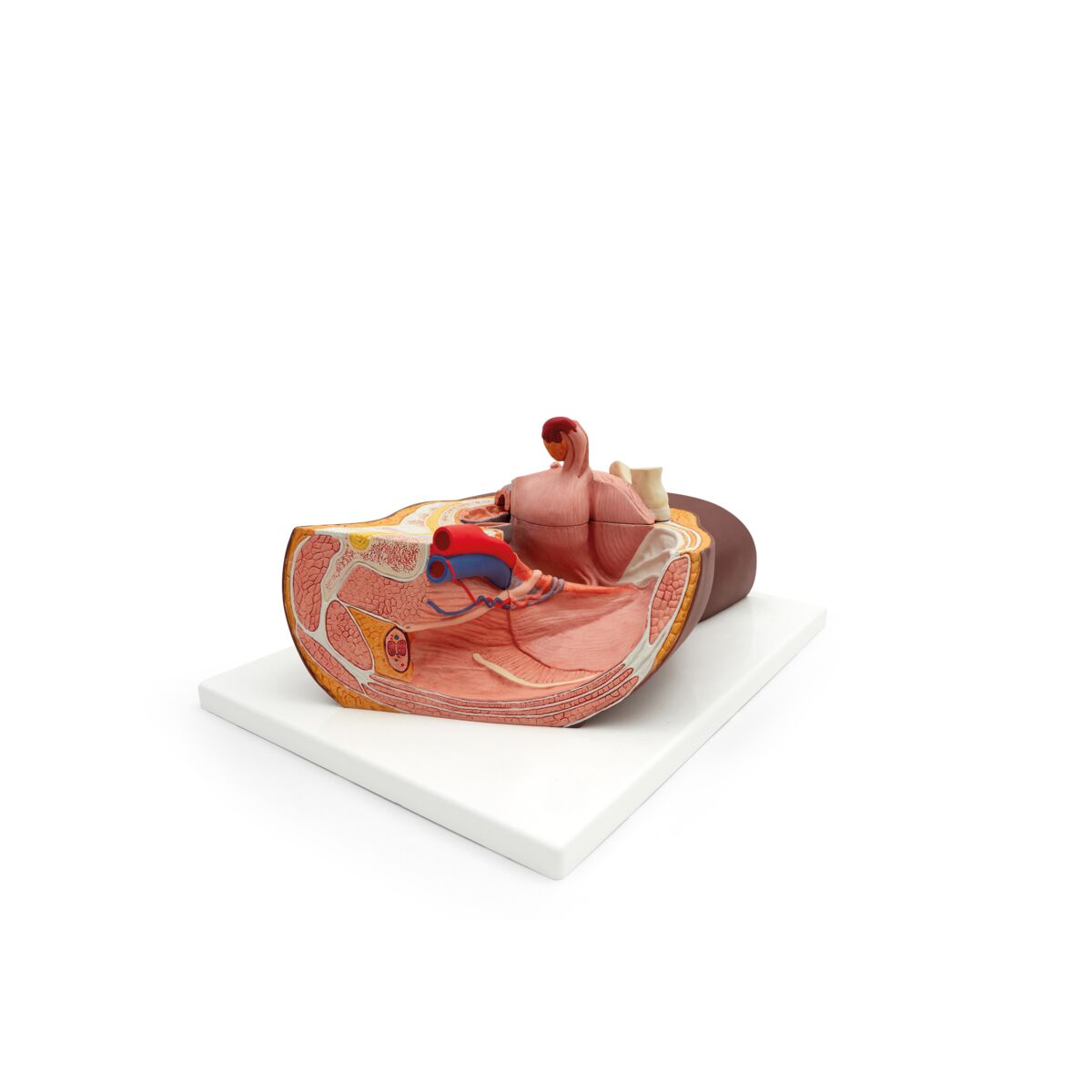 Female Pelvis Model in Median Section, 2 part, dark skin