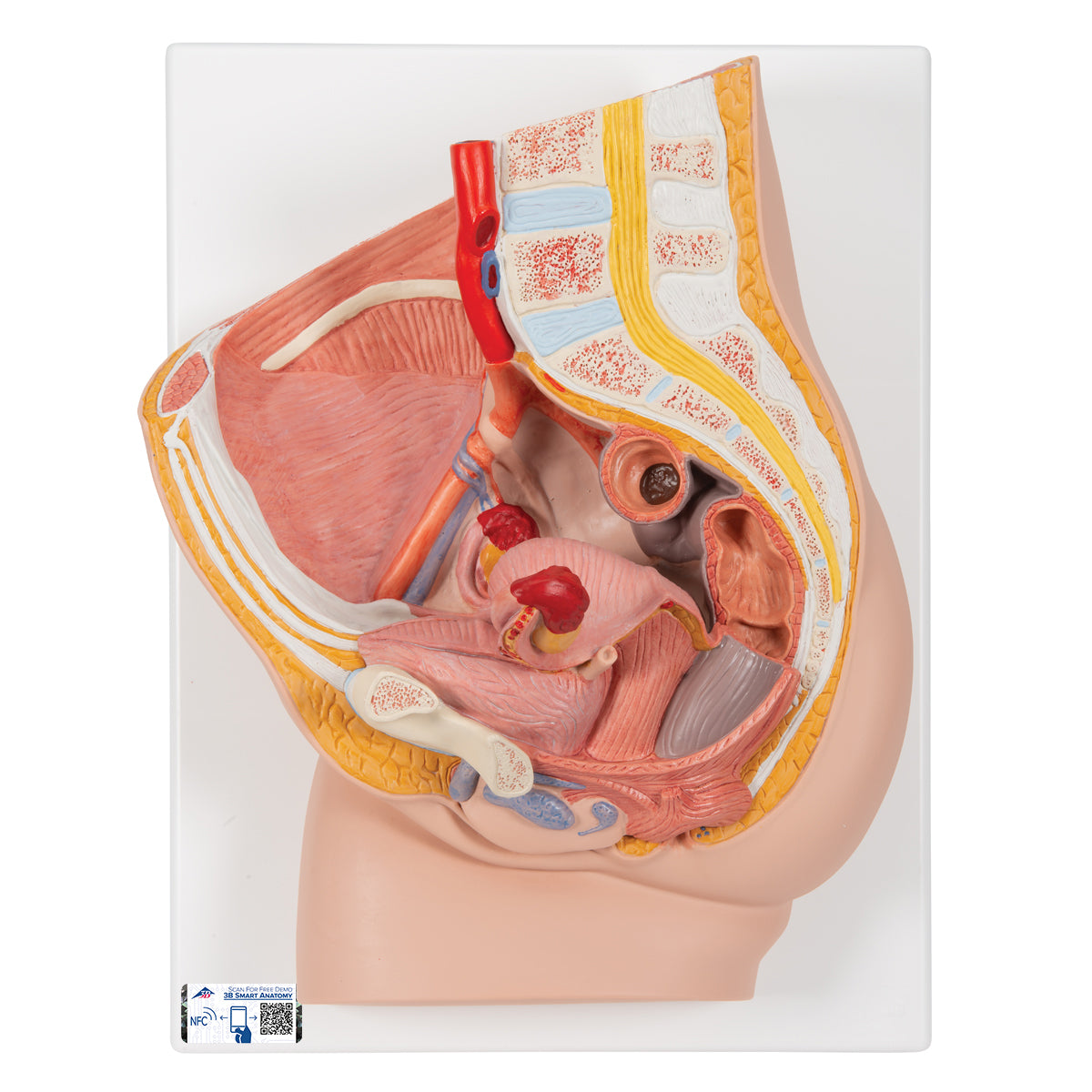 Female Pelvis Model in Median Section, 2 part - 3B Scientific H10, view 7