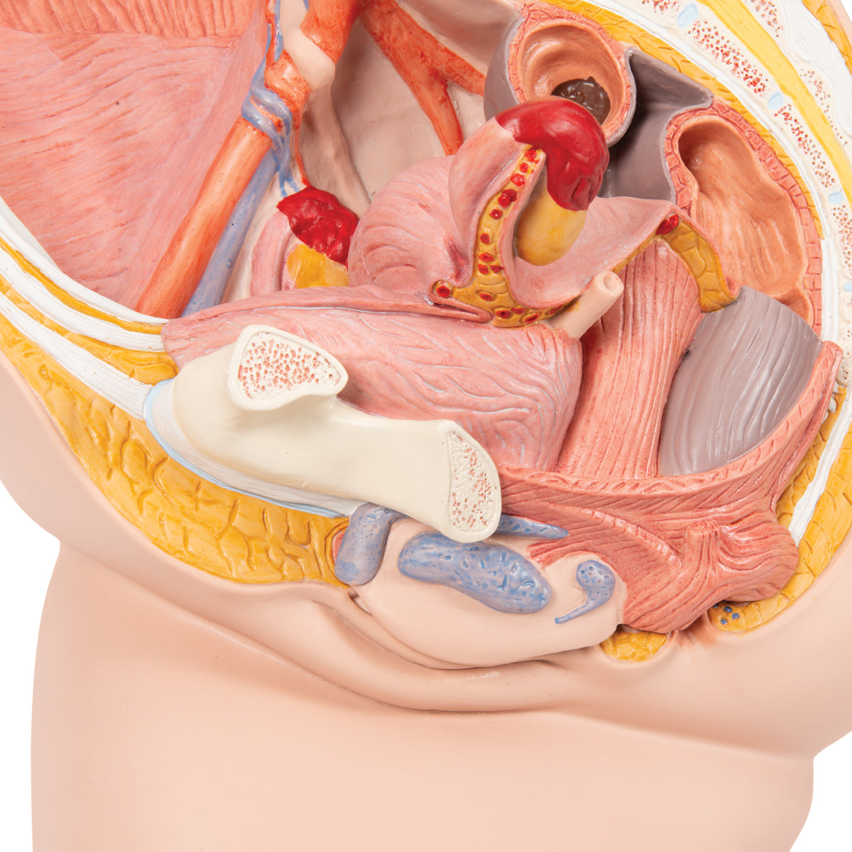 Female Pelvis Model in Median Section, 2 part - 3B Scientific H10, view 4