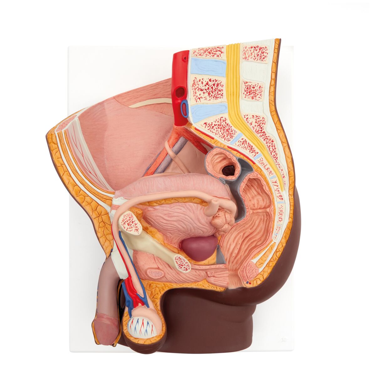 Male Pelvis Model in Median Section, 2 part, dark skin
