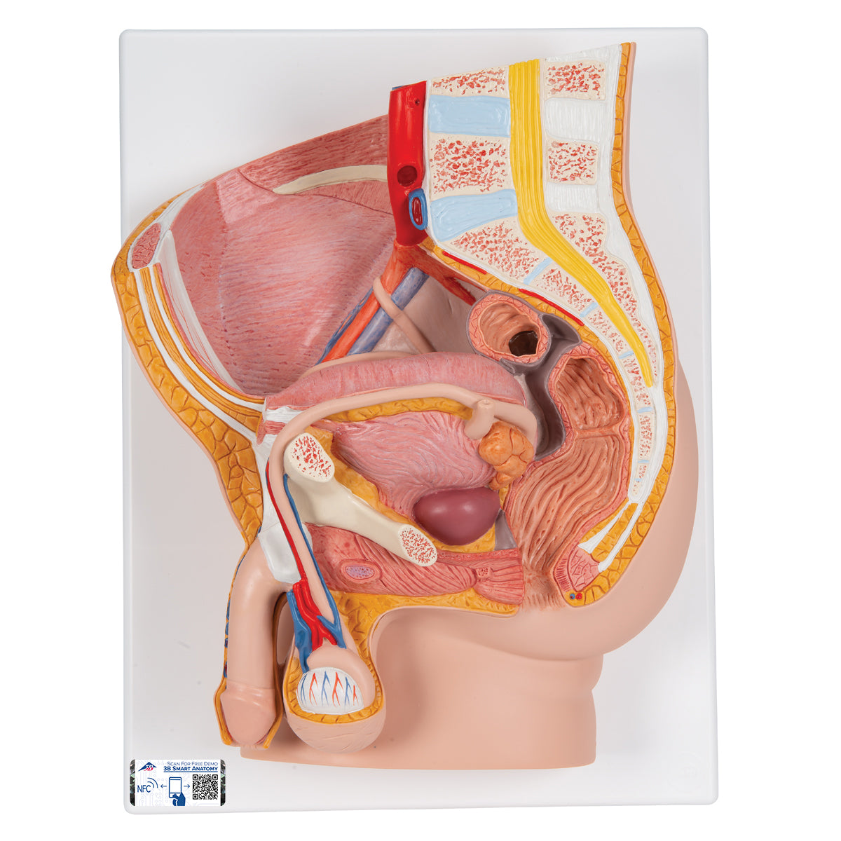 Male Pelvis Model in Median Section, 2 part - 3B Scientific H11, view 5