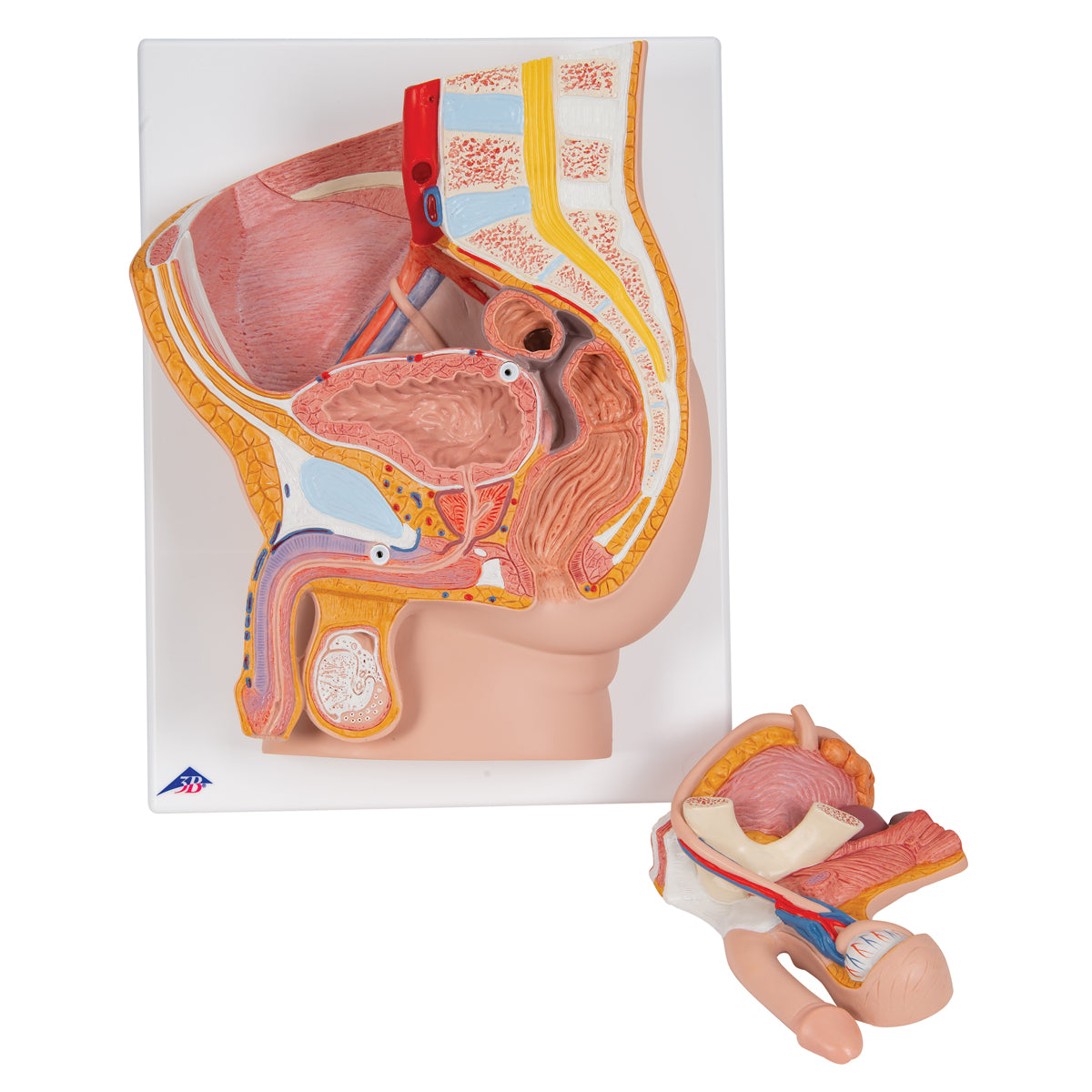 Male Pelvis Model in Median Section, 2 part - 3B Scientific H11, view 2