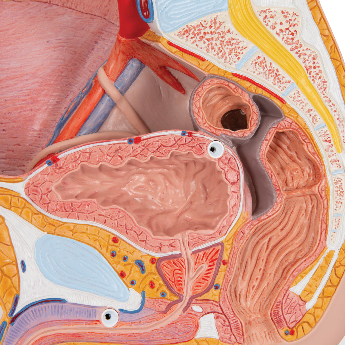 Male Pelvis Model in Median Section, 2 part - 3B Scientific H11, view 3