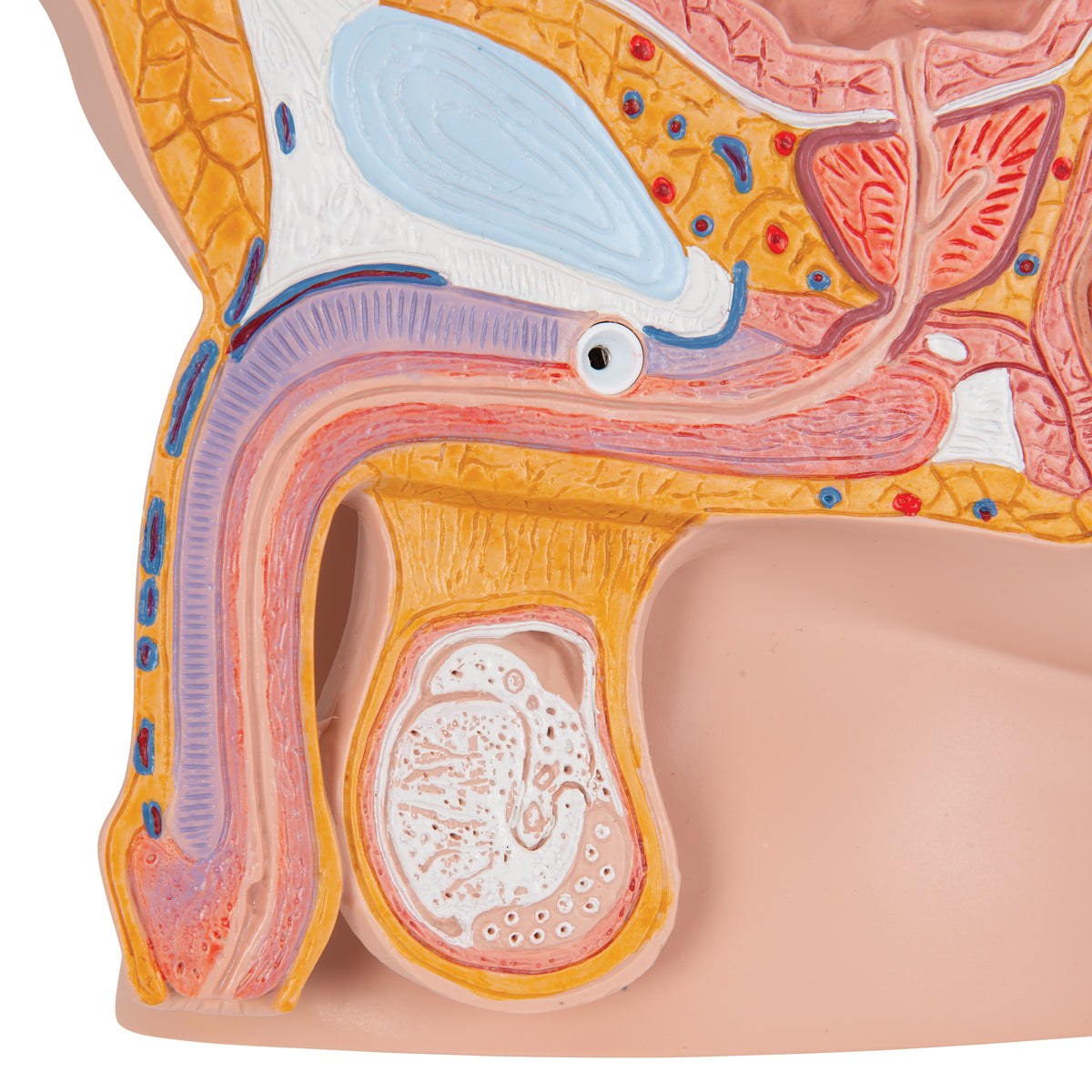 Male Pelvis Model in Median Section, 2 part - 3B Scientific H11, view 4
