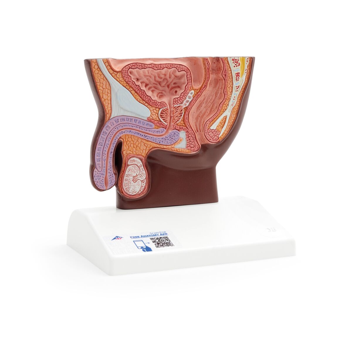 Male Pelvis Model in Median Section, 1/2 Life-Size, dark skin