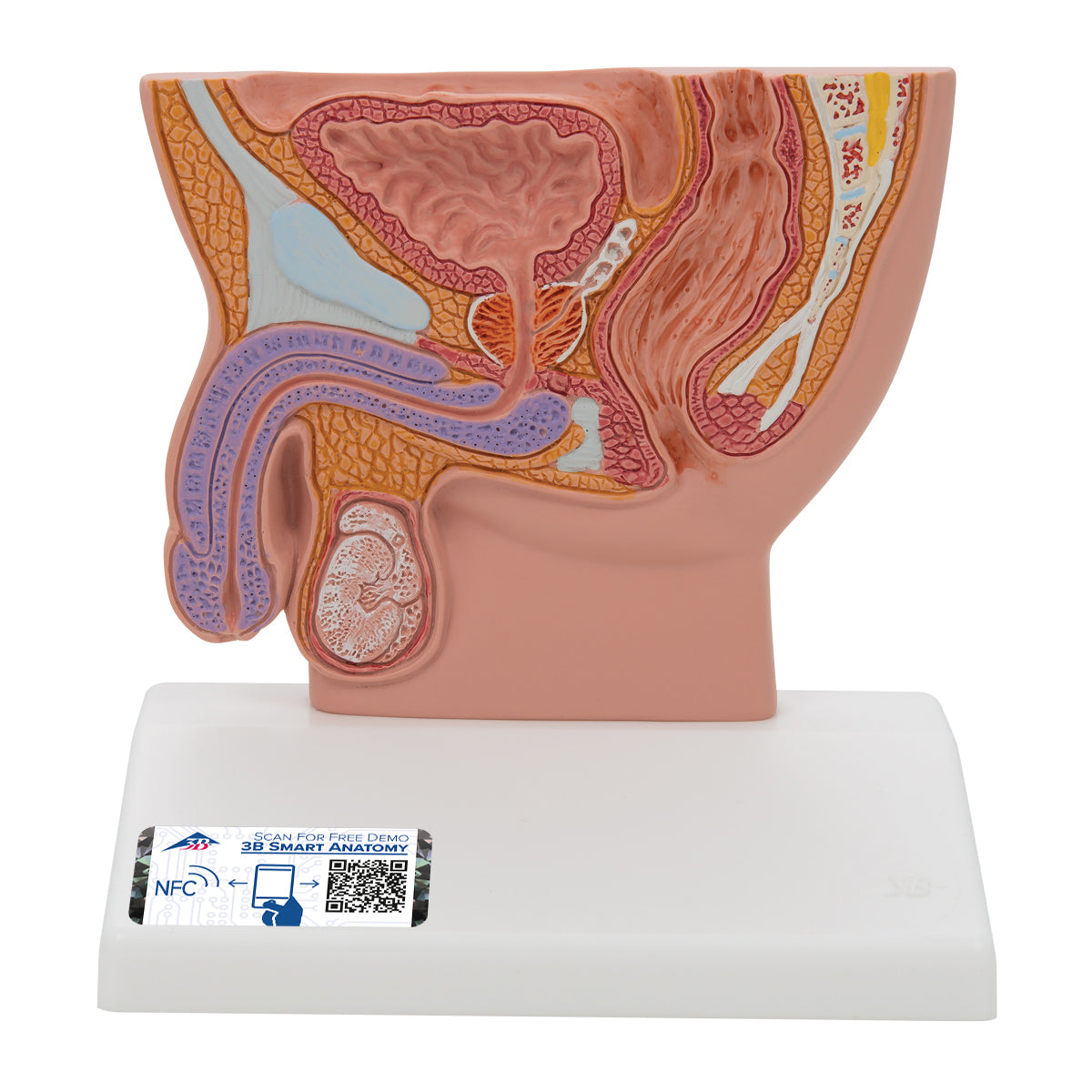 Male Pelvis Model in Median Section, 1/2 Life-Size