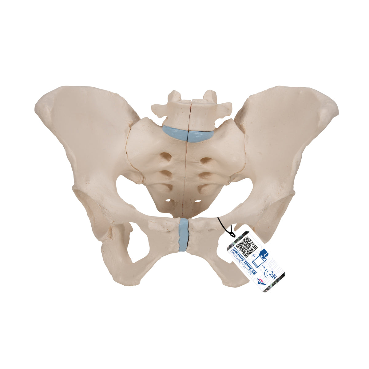 Female Pelvis Skeleton Model, 3 part