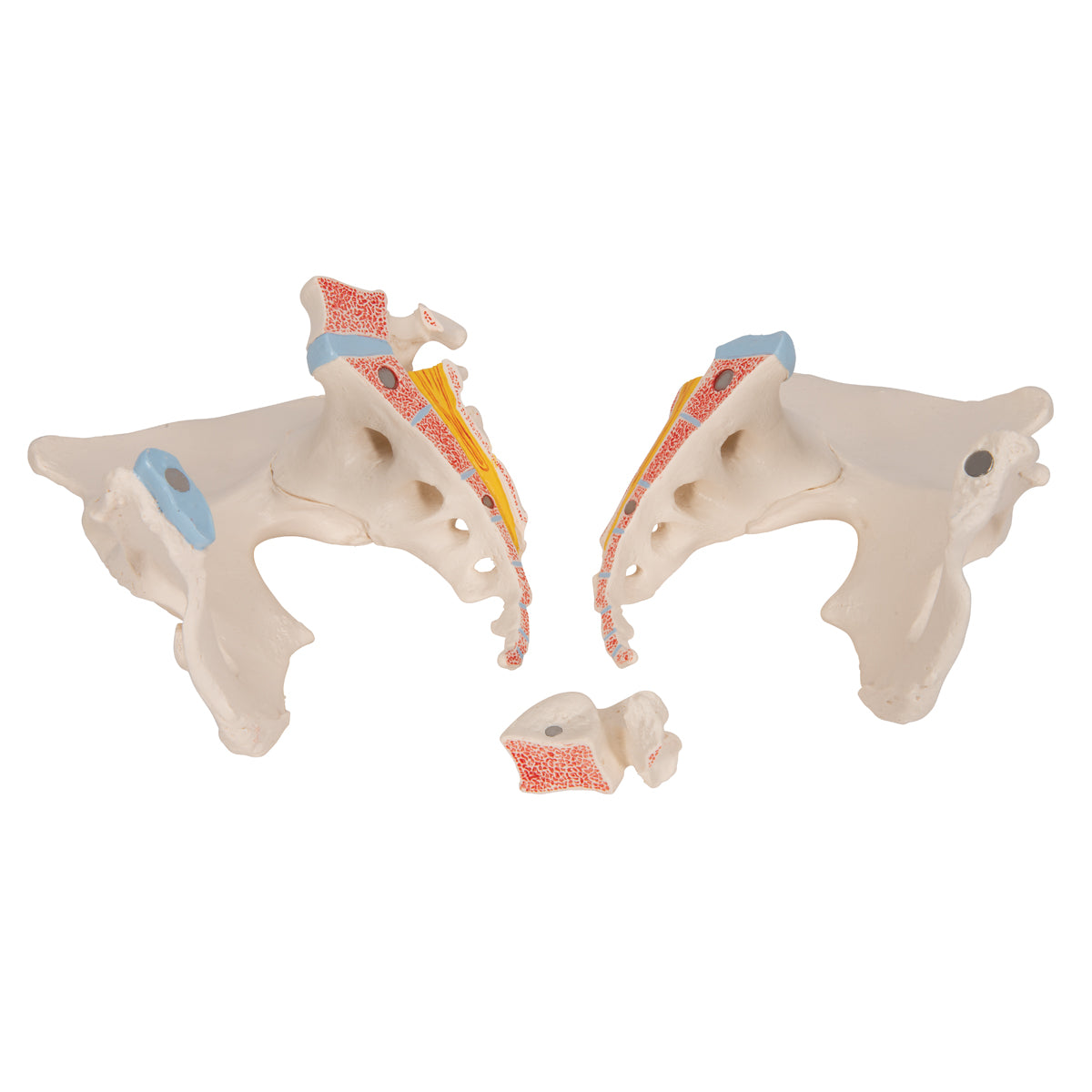 Female Pelvis Skeleton Model, 3 part