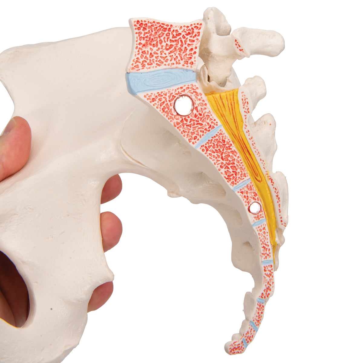 Female Pelvis Skeleton Model, 3 part