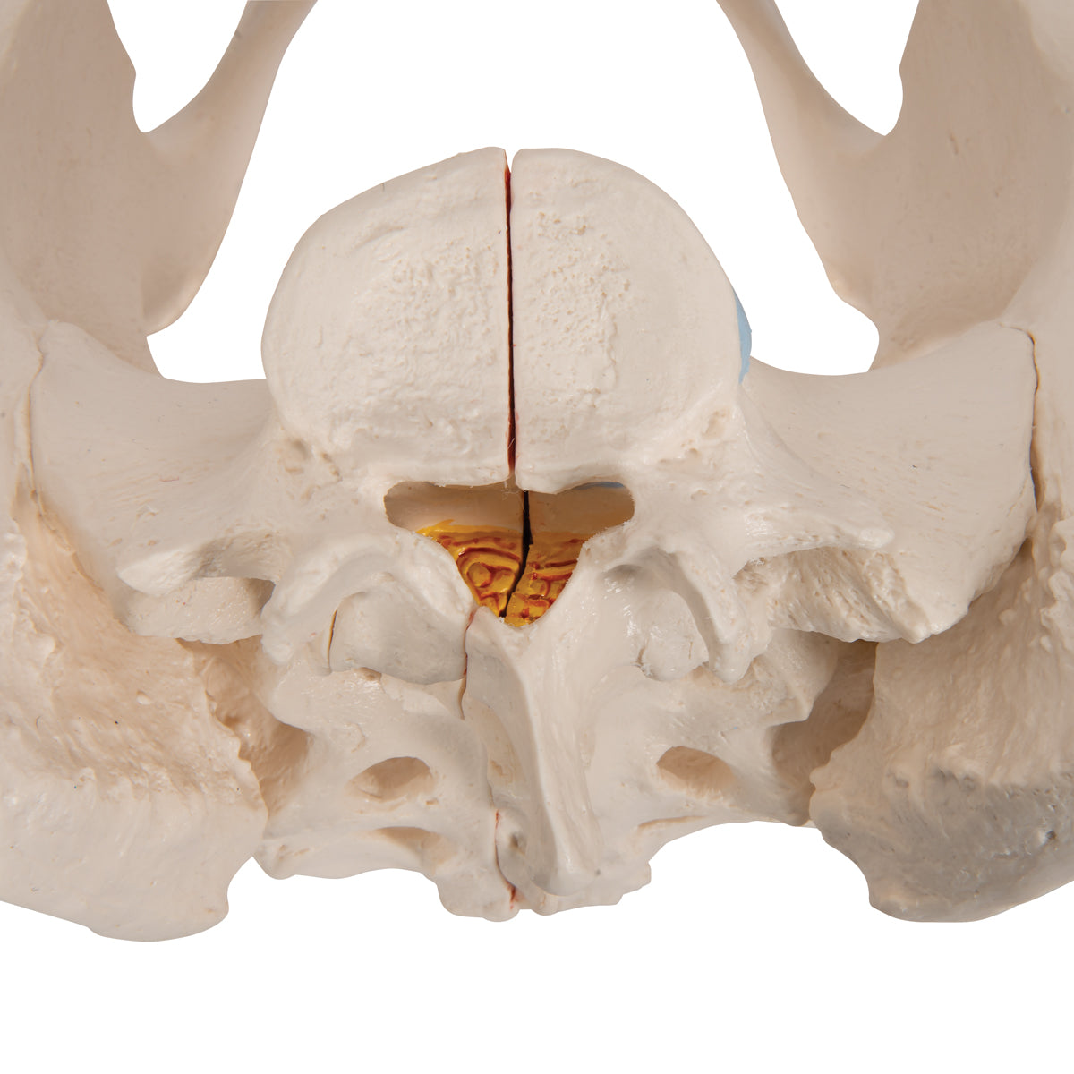 Female Pelvis Skeleton Model, 3 part
