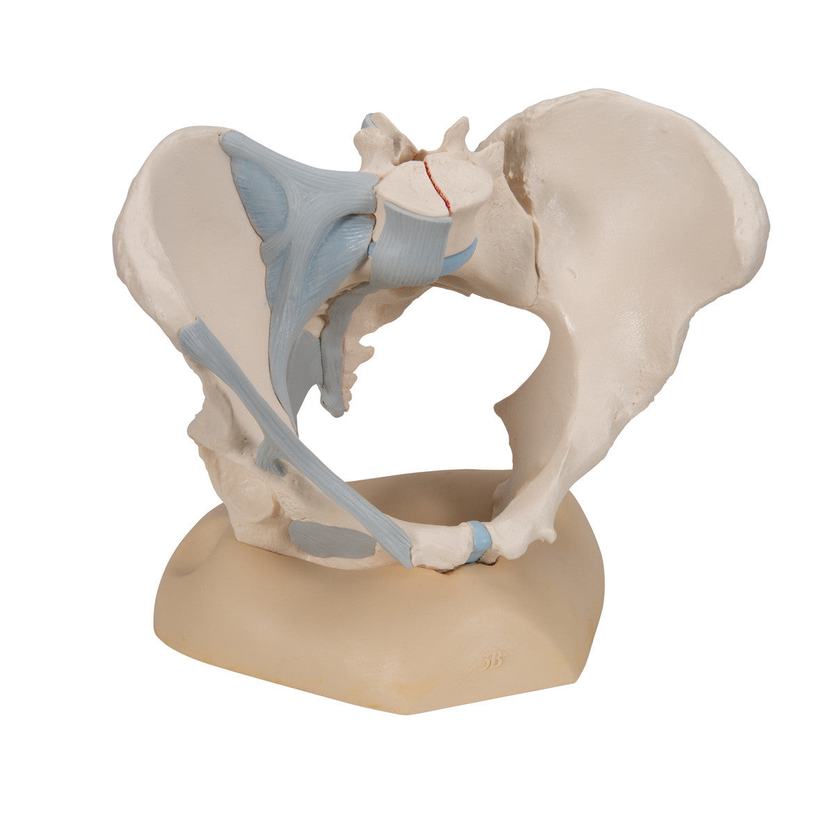 Female Pelvis Skeleton Model with Ligaments, 3 part