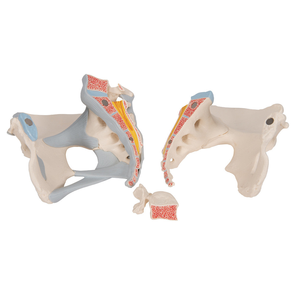 Female Pelvis Skeleton Model with Ligaments, 3 part - separated