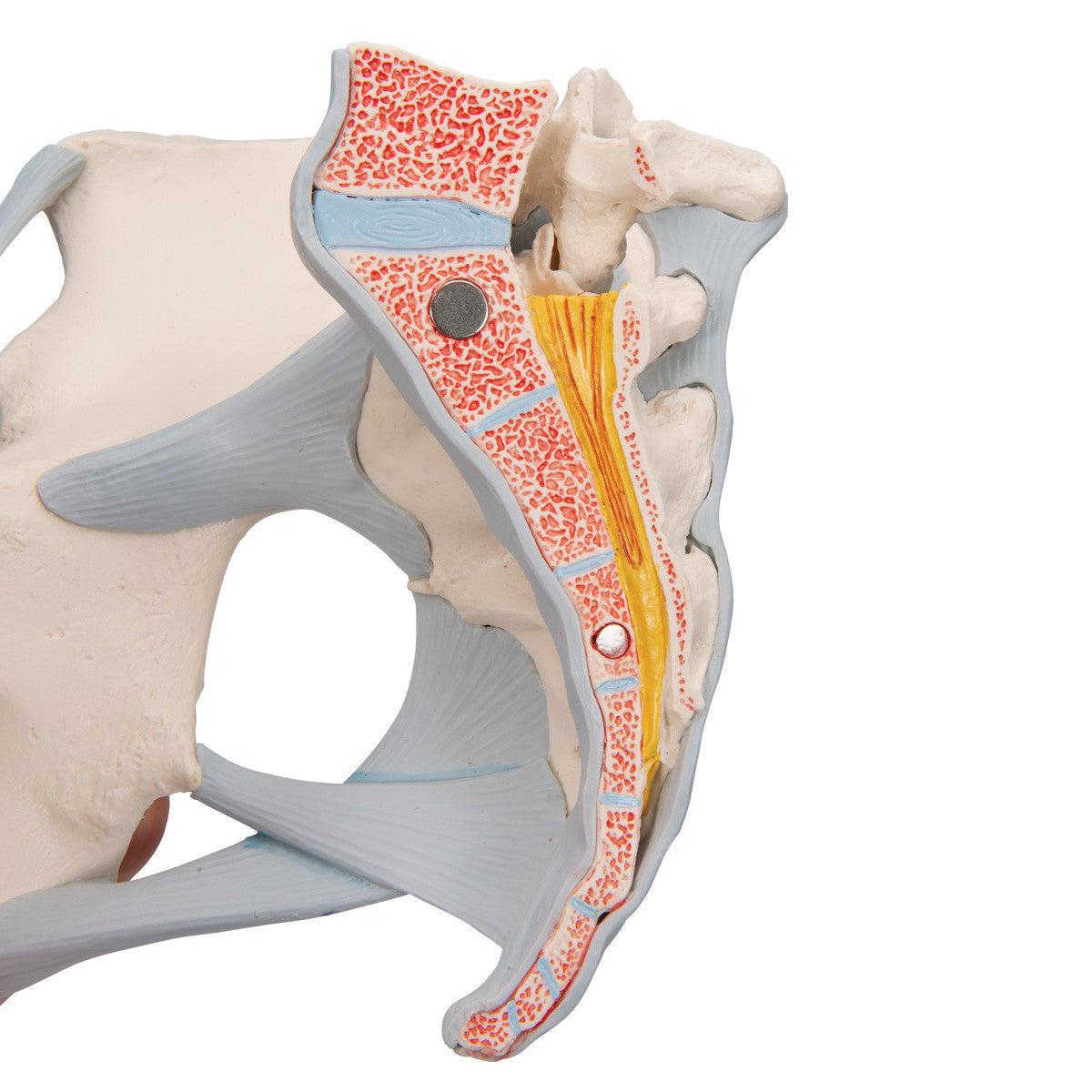Female Pelvis Skeleton Model with Ligaments, 3 part - cross section