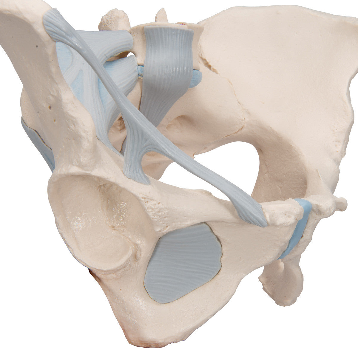 Female Pelvis Skeleton Model with Ligaments, 3 part - detail