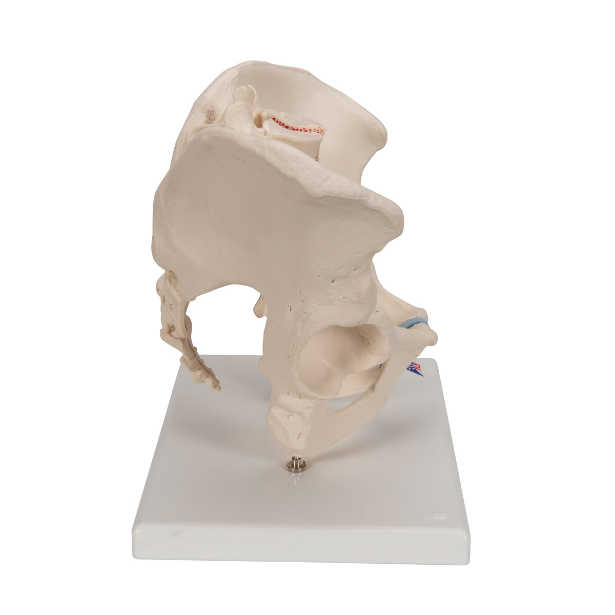 Male Pelvis Skeleton Model, 3 part