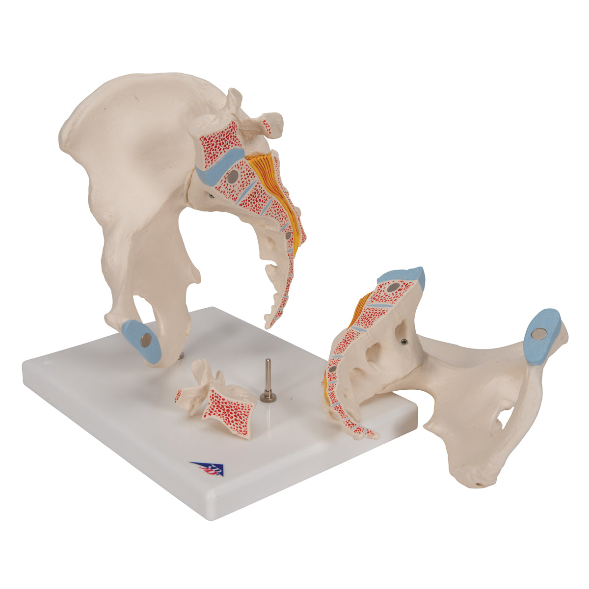 Male Pelvis Skeleton Model, 3 part