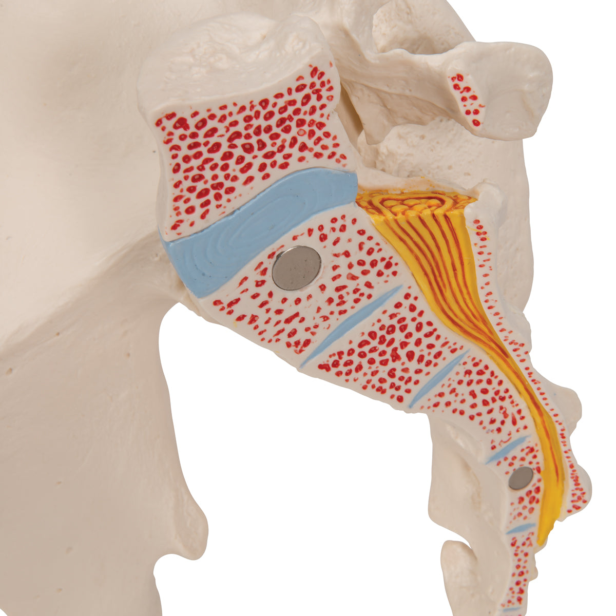 Male Pelvis Skeleton Model, 3 part