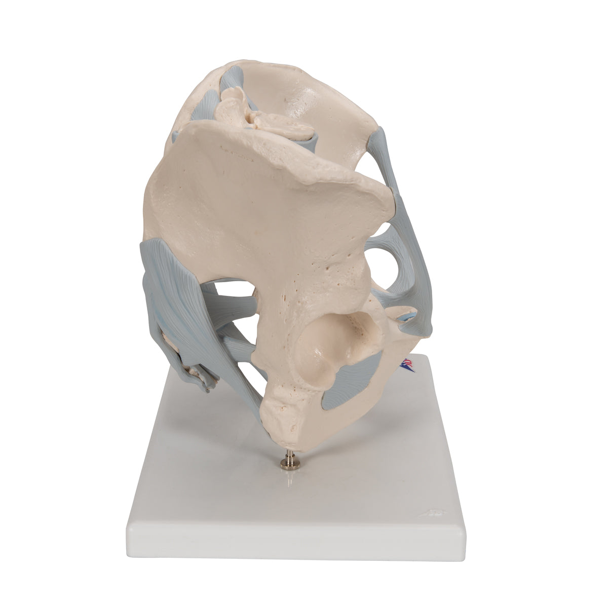 Human Male Pelvis Skeleton Model with Ligaments, 2 part