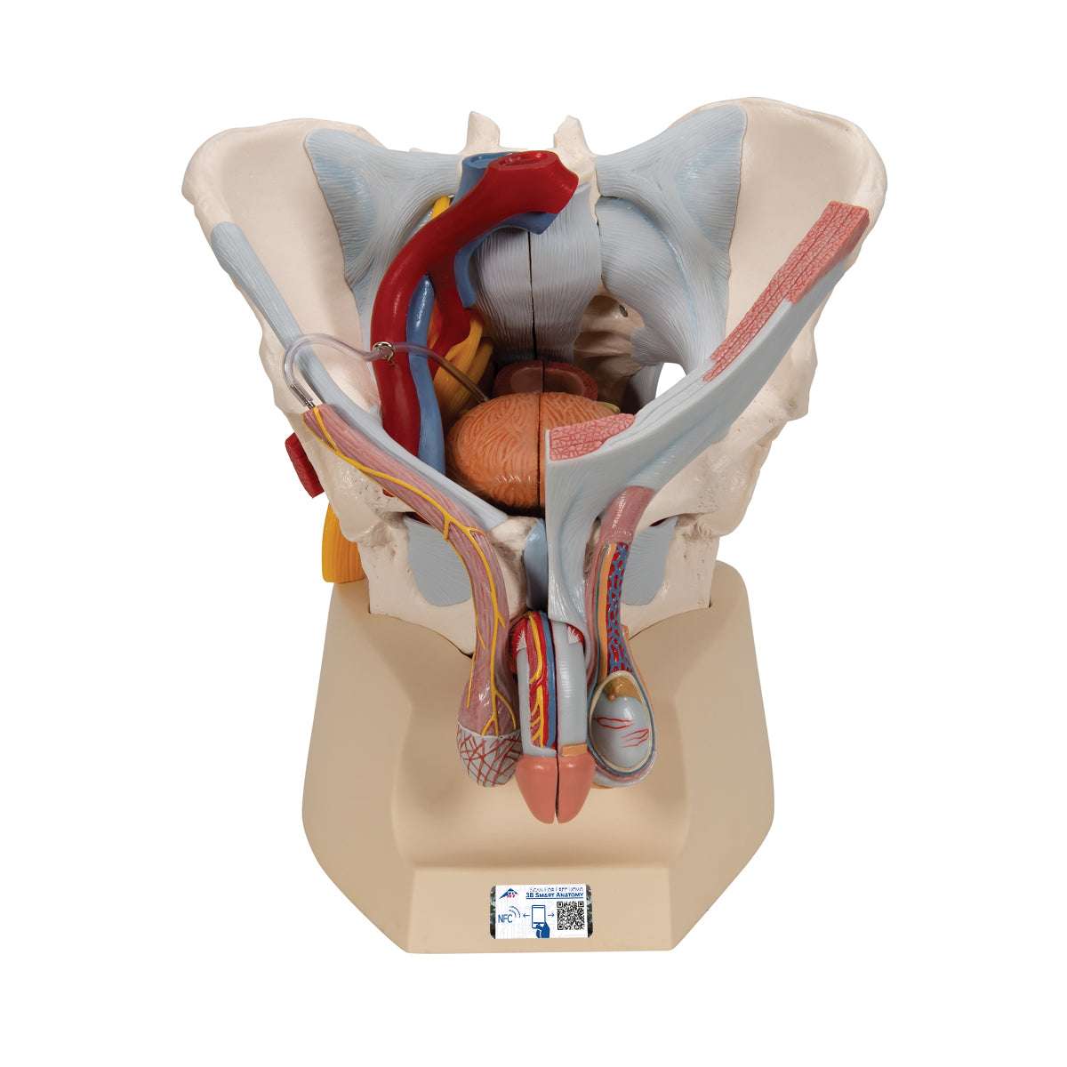 Male Pelvis Skeleton Model with Ligaments, Vessels, Nerves, Pelvic Floor Muscles & Organs, 7 part