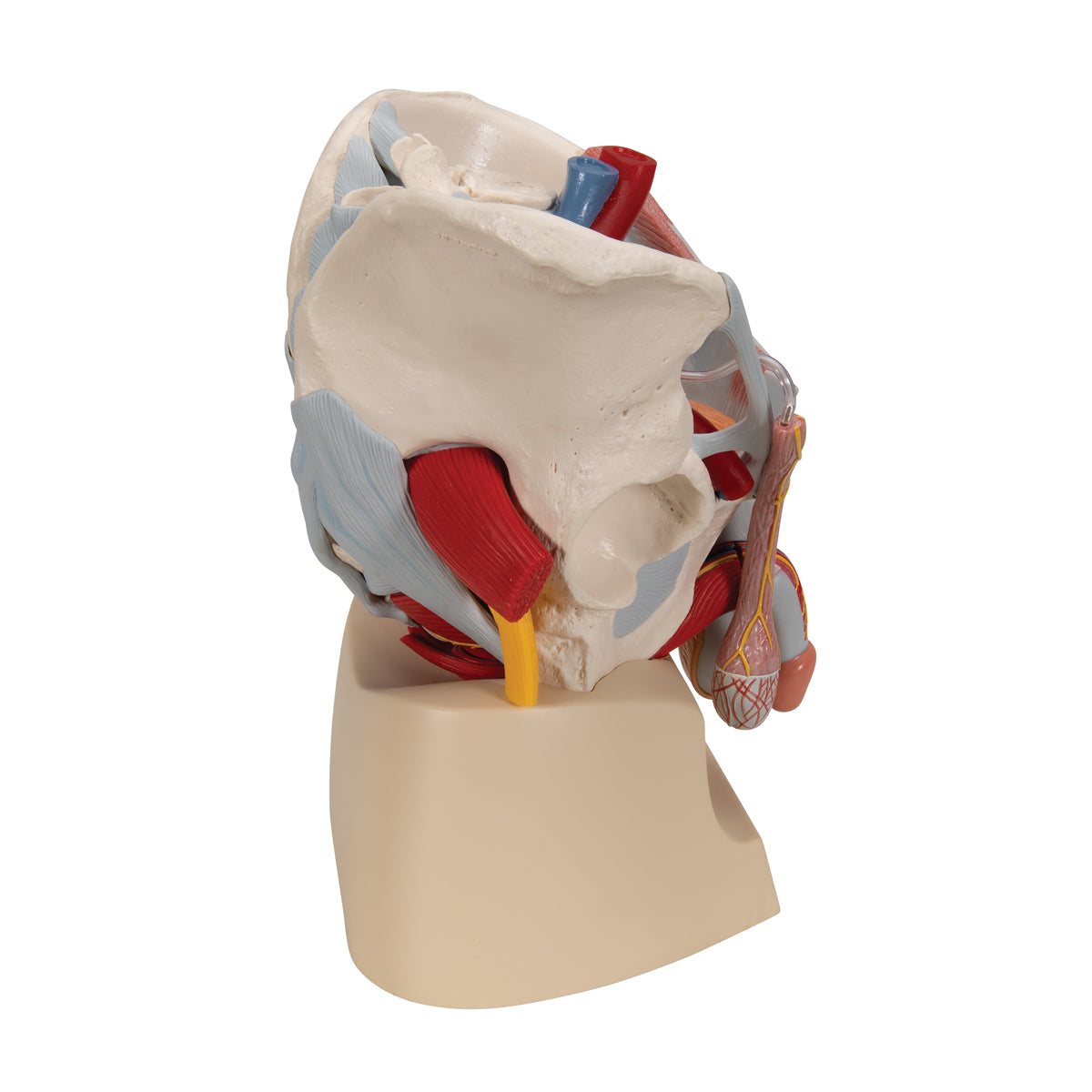 Male Pelvis Skeleton Model with Ligaments, Vessels, Nerves, Pelvic Floor Muscles & Organs, 7 part