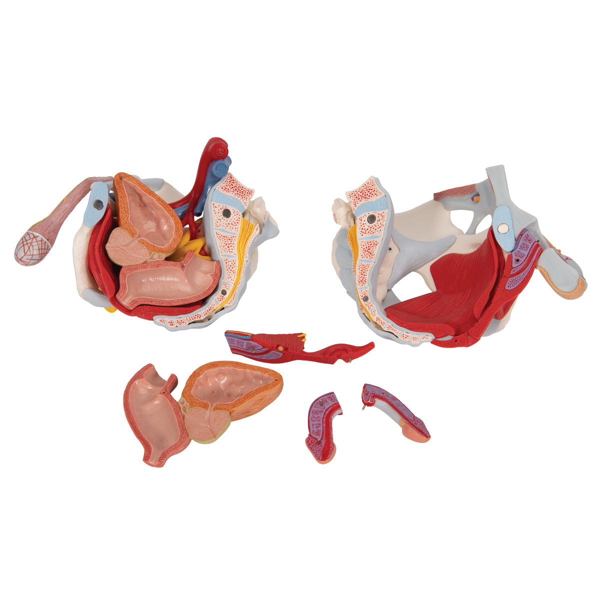 Male Pelvis Skeleton Model with Ligaments, Vessels, Nerves, Pelvic Floor Muscles & Organs, 7 part