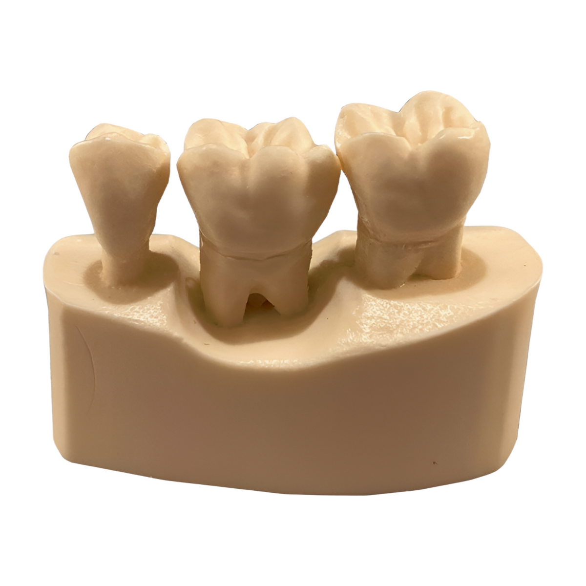 Periodontal Sextant Model - Kilgore / Nissin HS1