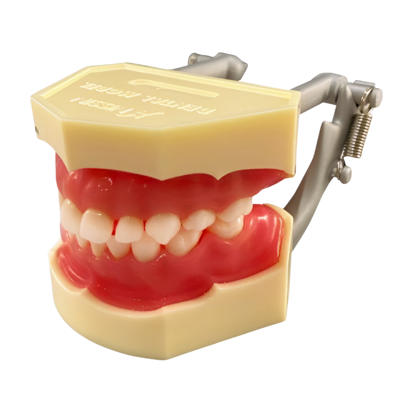I3D-400D Primary dentition model with anatomically rooted teeth