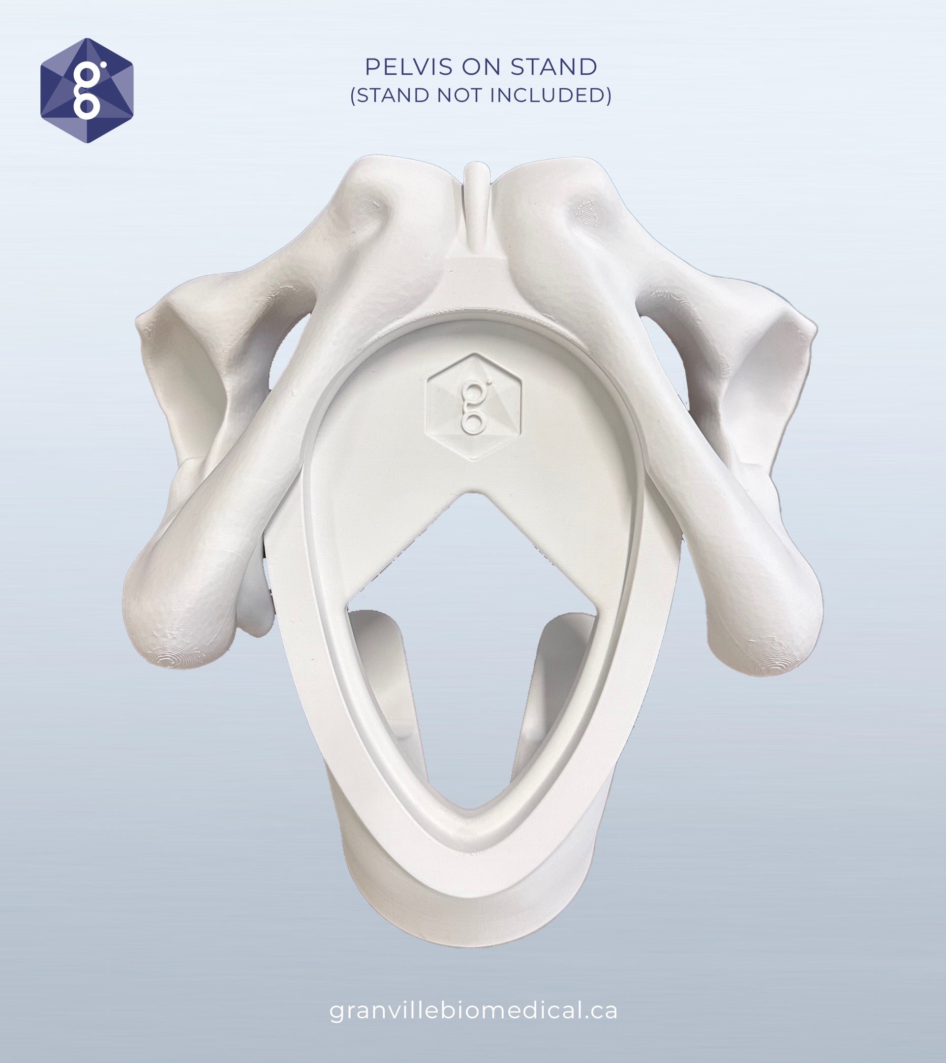 Lily pelvic bone component attached to Iris stand