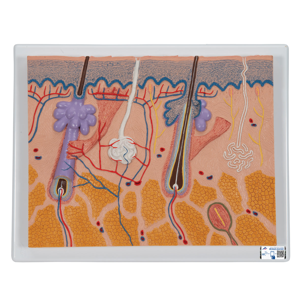 Human Skin Section Model, 70 times Full-Size - 3B Scientific J10, view 4