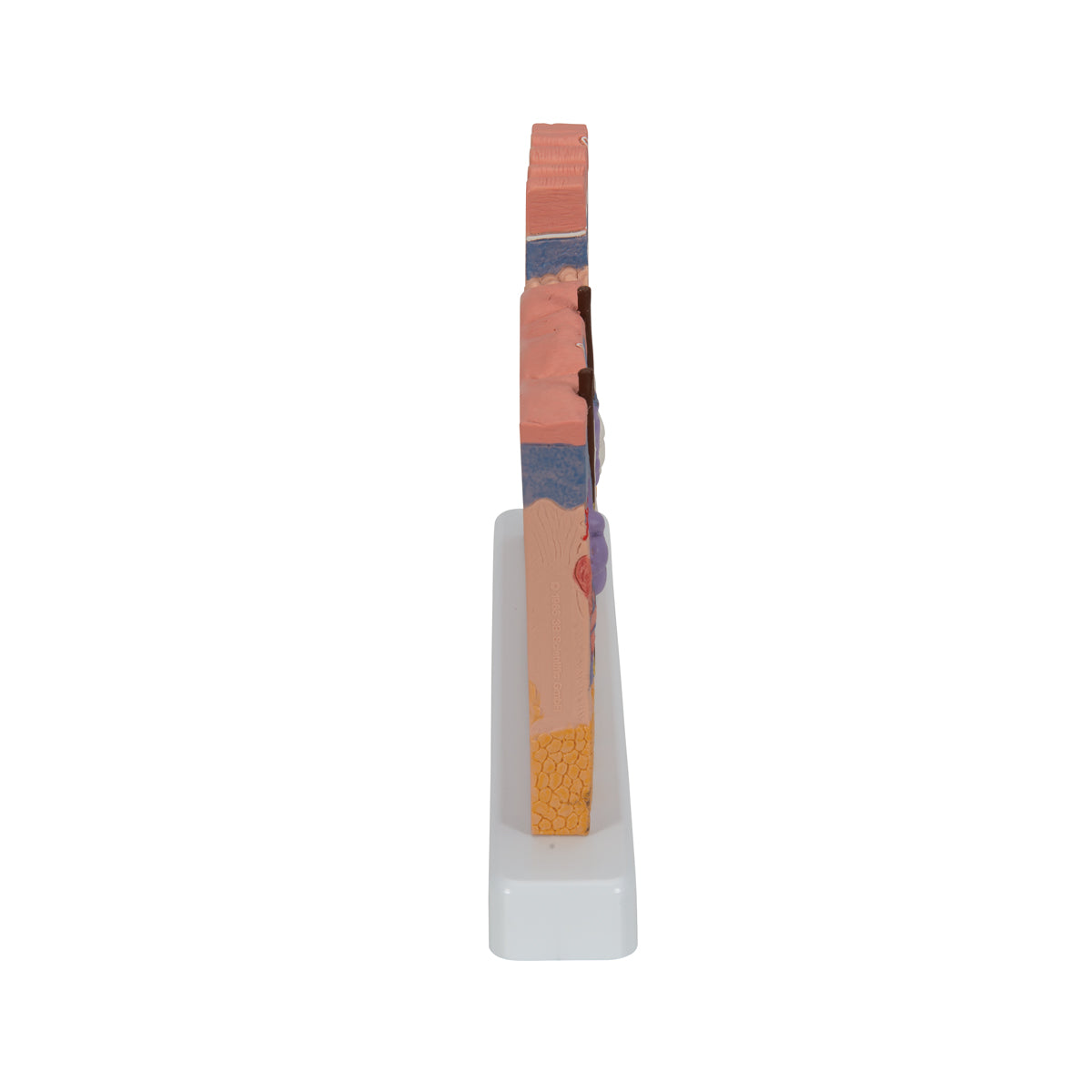 Human Skin Section Model, 40 times Full-Size - 3B Scientific J11, view 3