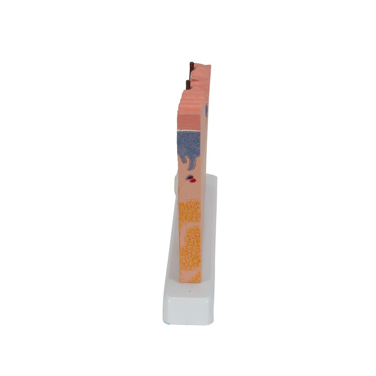 Human Skin Section Model, 40 times Full-Size - 3B Scientific J11, view 5