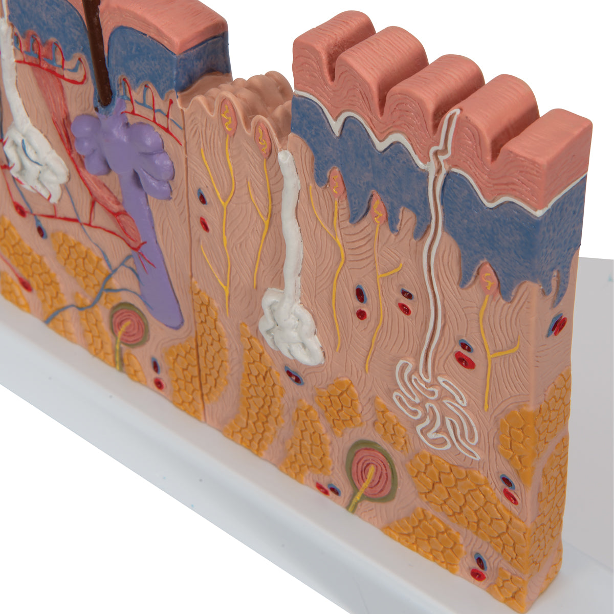 Human Skin Section Model, 40 times Full-Size - 3B Scientific J11, view 7