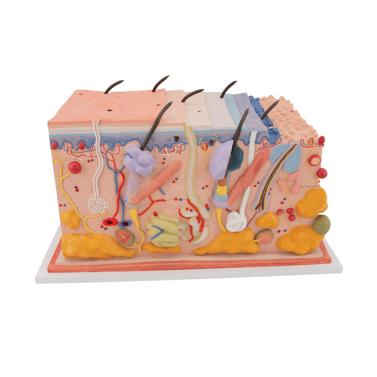 Human Skin Section Model, 70 times Full-Size - 3B Scientific J13, view 6