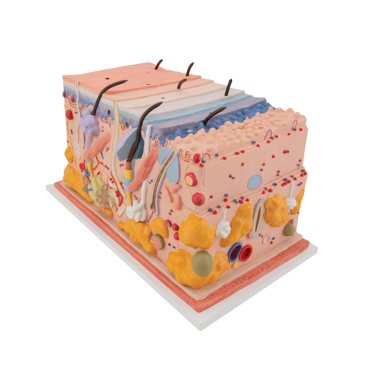 Human Skin Section Model, 70 times Full-Size - 3B Scientific J13, view 2