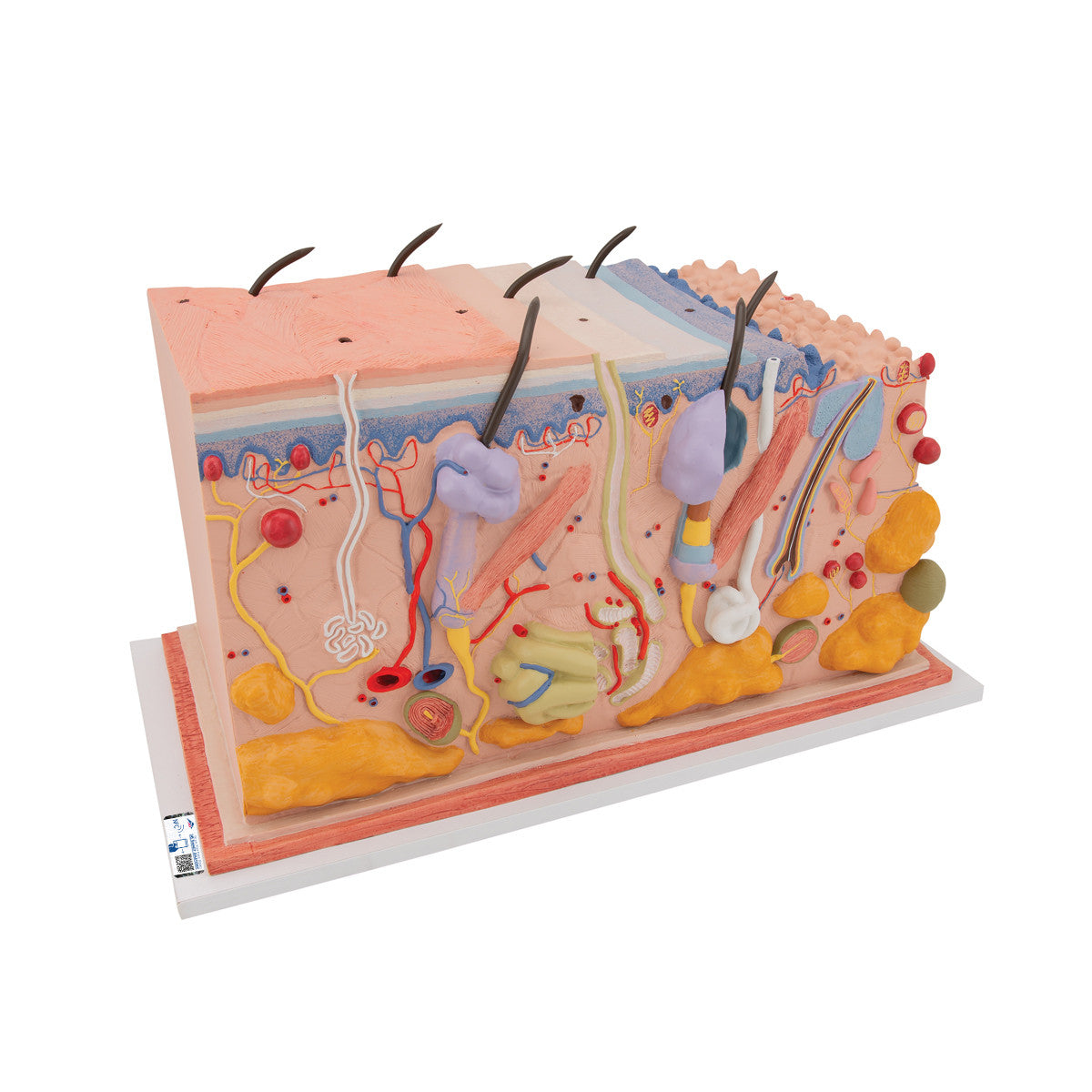 Skin, Block Model | 3B Scientific J13