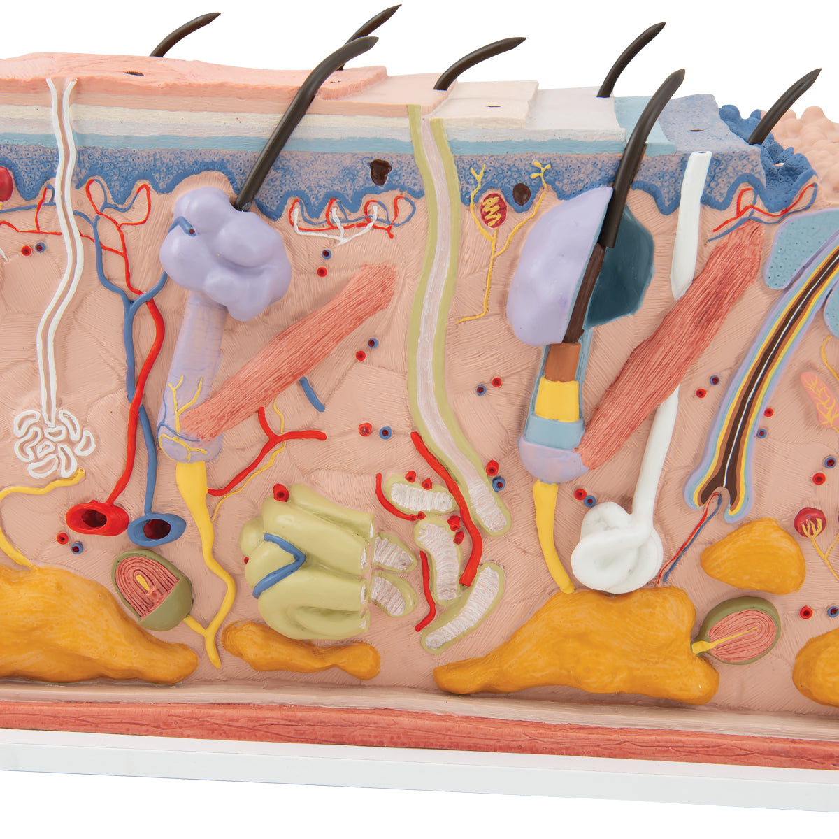 Human Skin Section Model, 70 times Full-Size - 3B Scientific J13, view 5