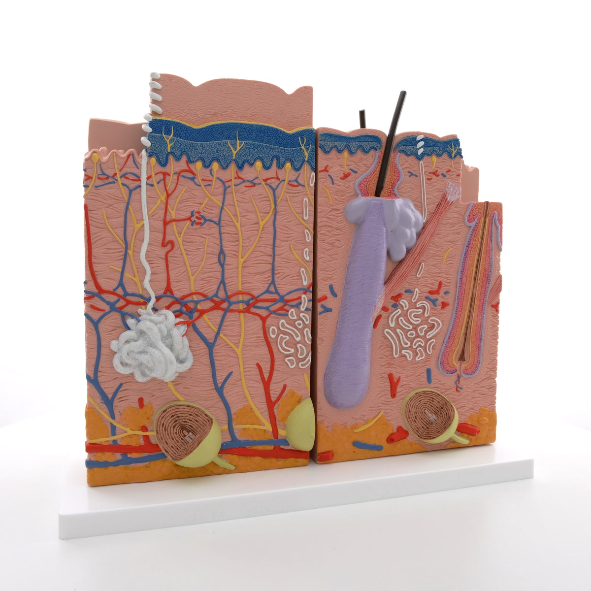 Human Skin Model, 80 times Magnified, 3 part