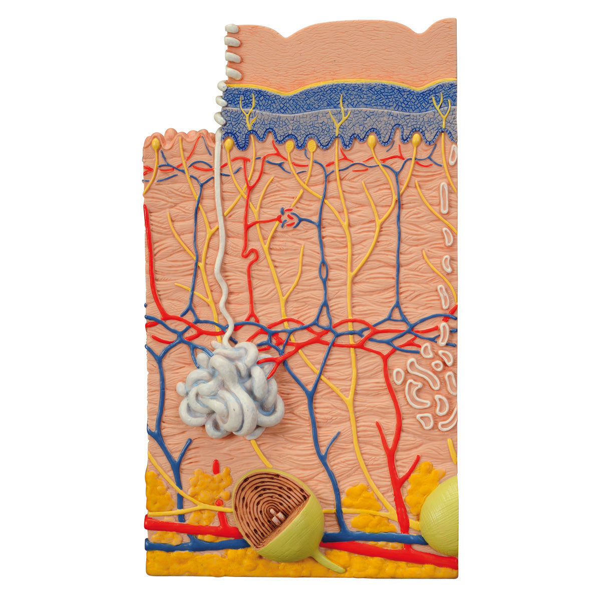 Human Skin Model, 80 times Magnified, 3 part