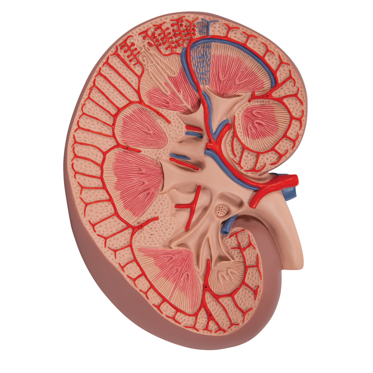 Basic Kidney Section Model, 3 times Full-Size - 3B Scientific K09, view 3