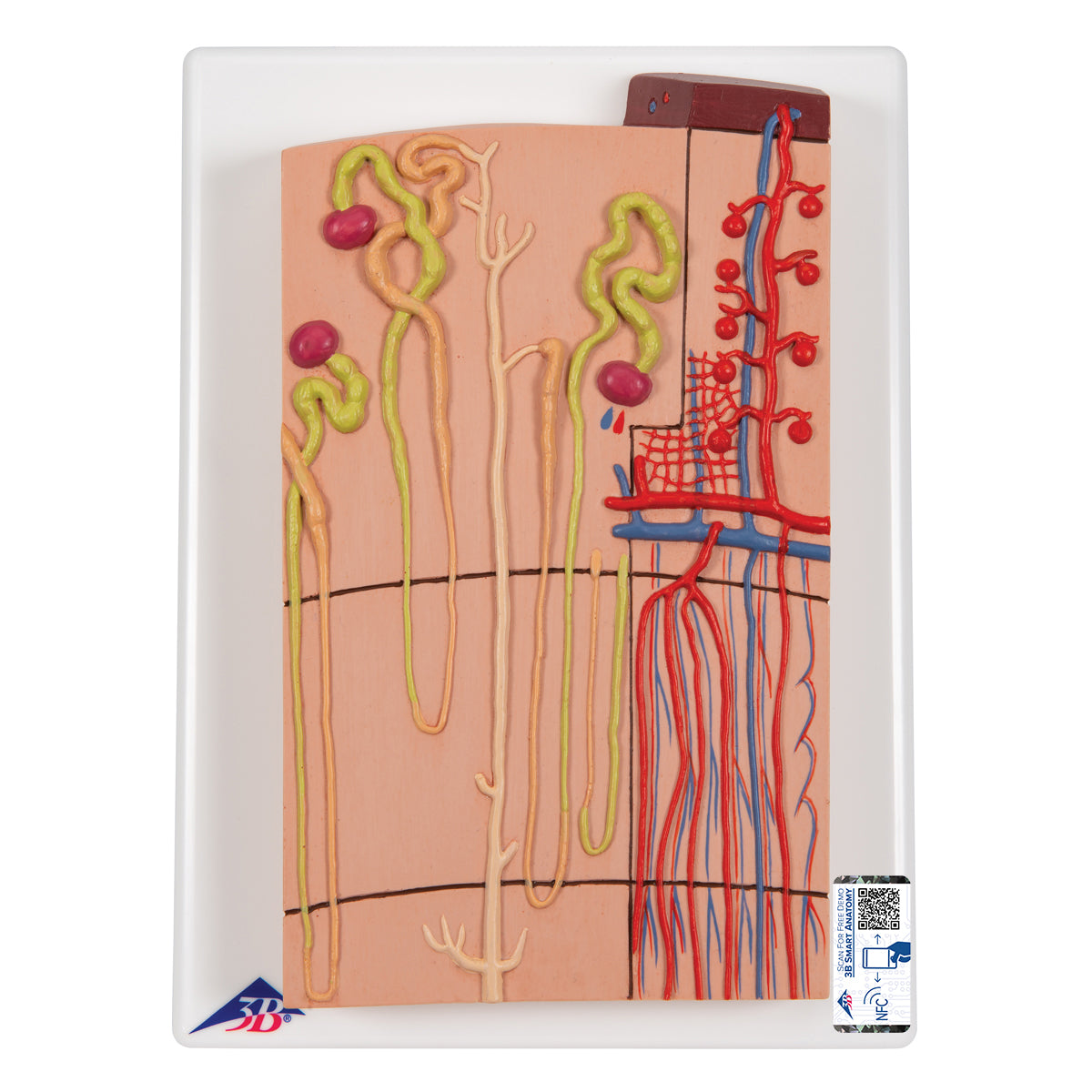 Nephrons and Blood Vessels Model K10/1 — 3B Scientific