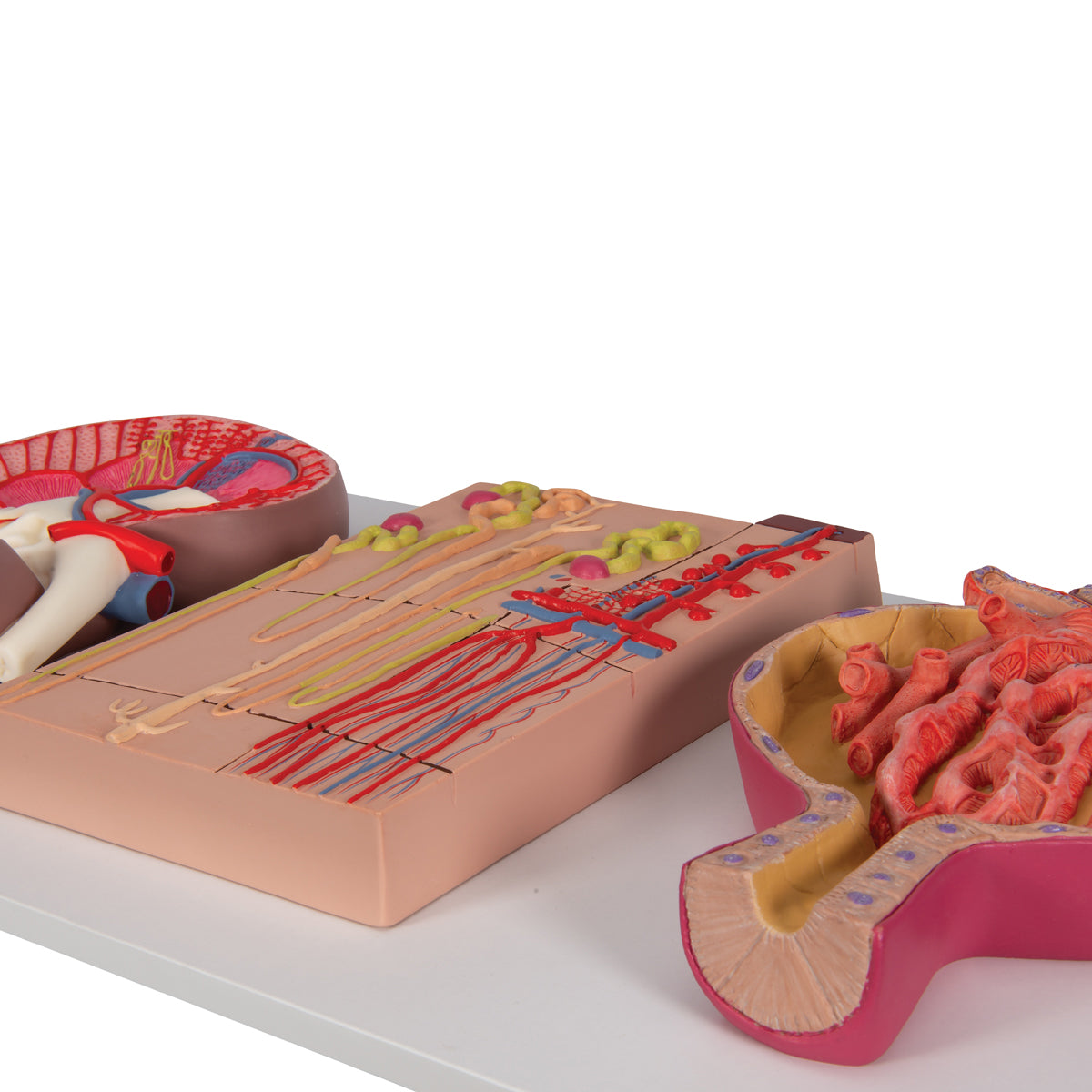 Human Kidney Section Model with Nephrons, Blood Vessels & Renal Corpuscle