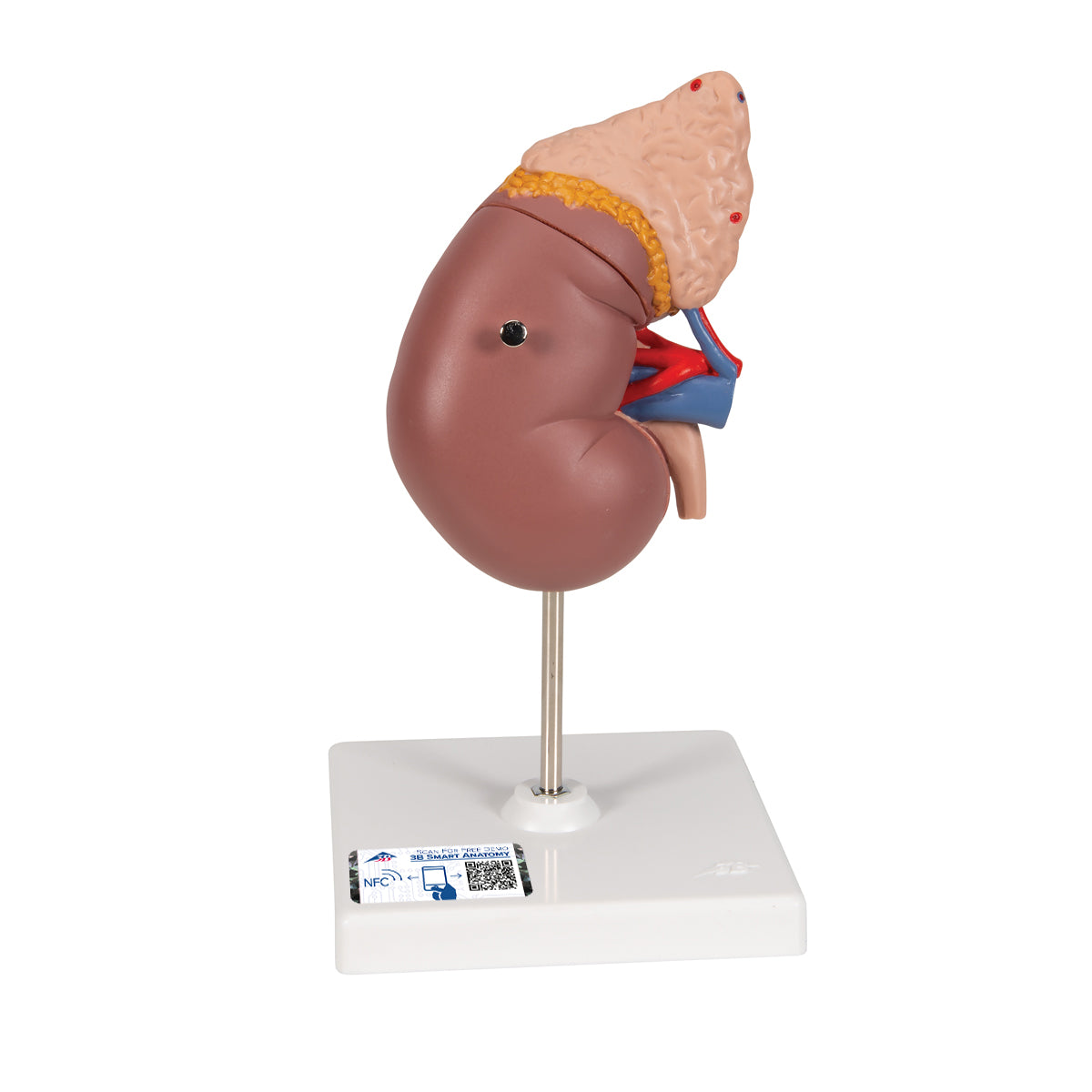 Kidney Model with Adrenal Gland, 2 part - 3B Scientific K12, view 8